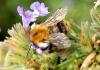 Bombus pascuorum floralis